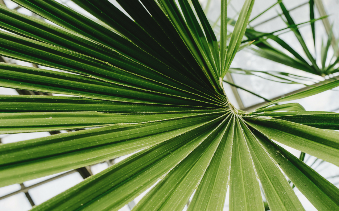 natural green plant