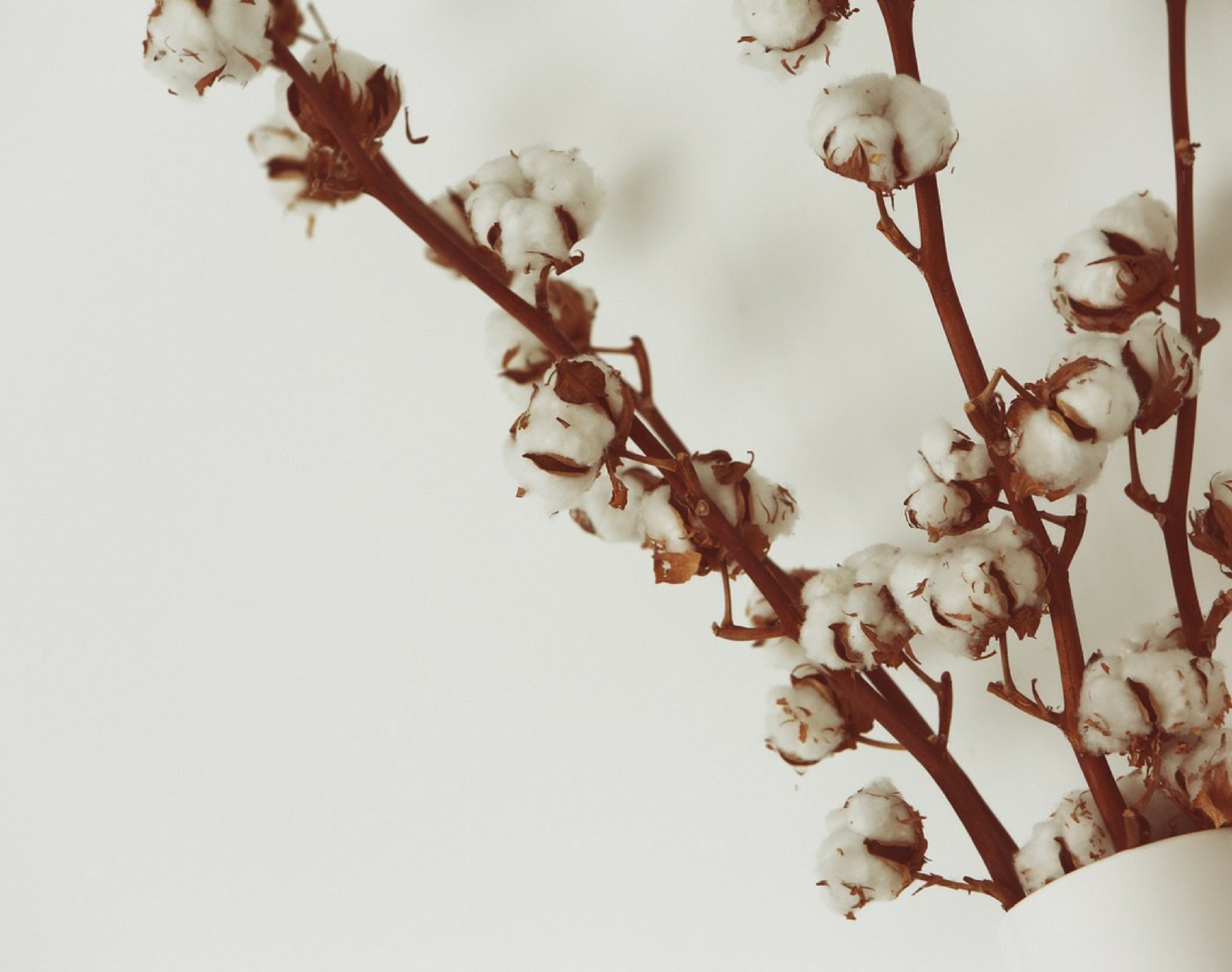 Conventional Cotton And It's Environmental Impact TOTM Blog