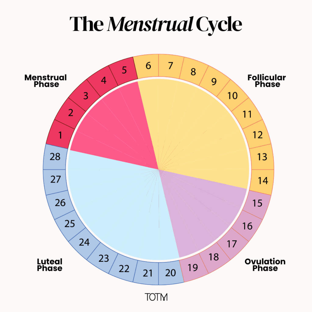 A diagram of The Menstrual Cycle 